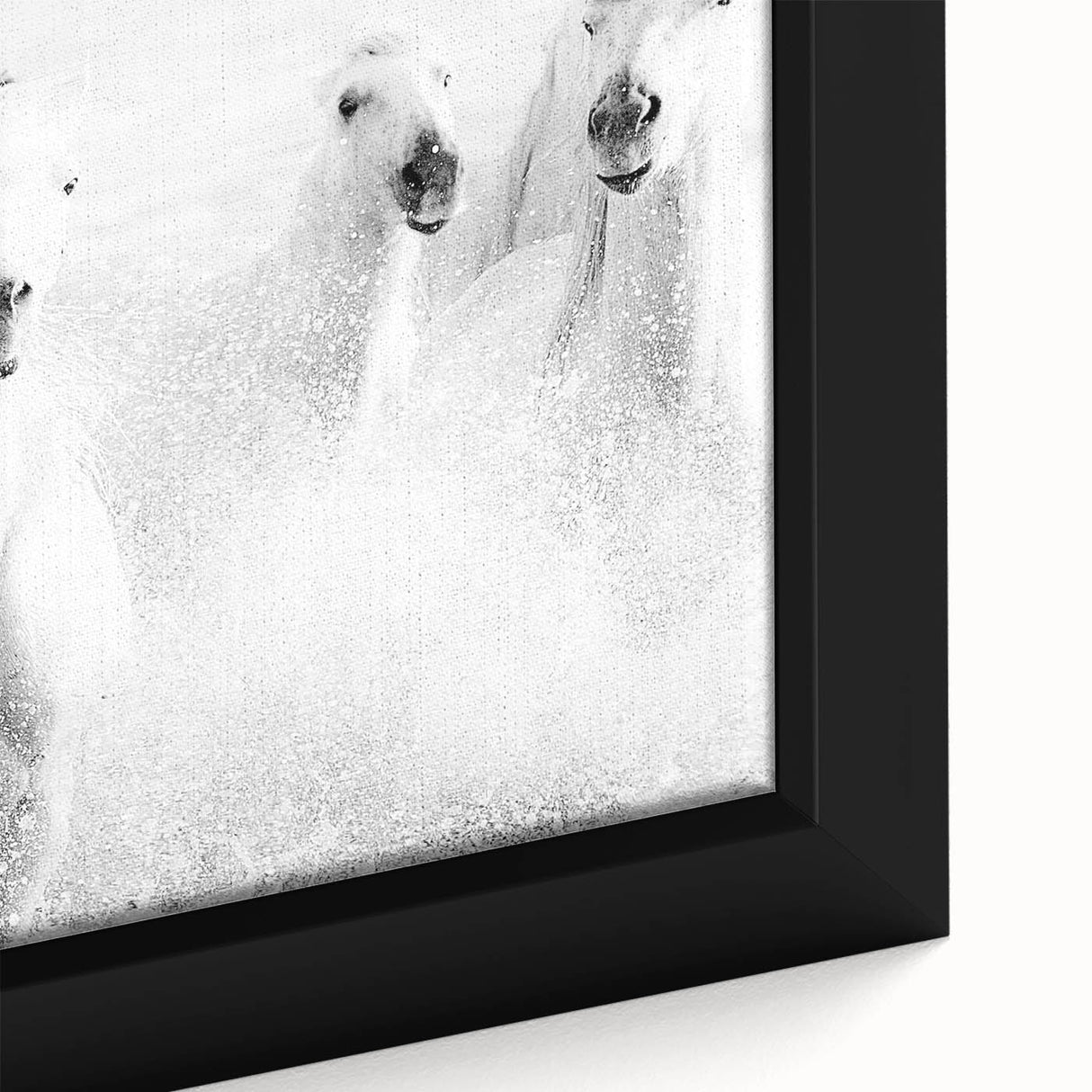 Wild Horses in Motion - Black & White Fine Art Photography