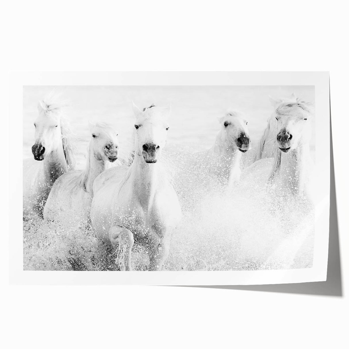 Wild Horses in Motion - Black & White Fine Art Photography