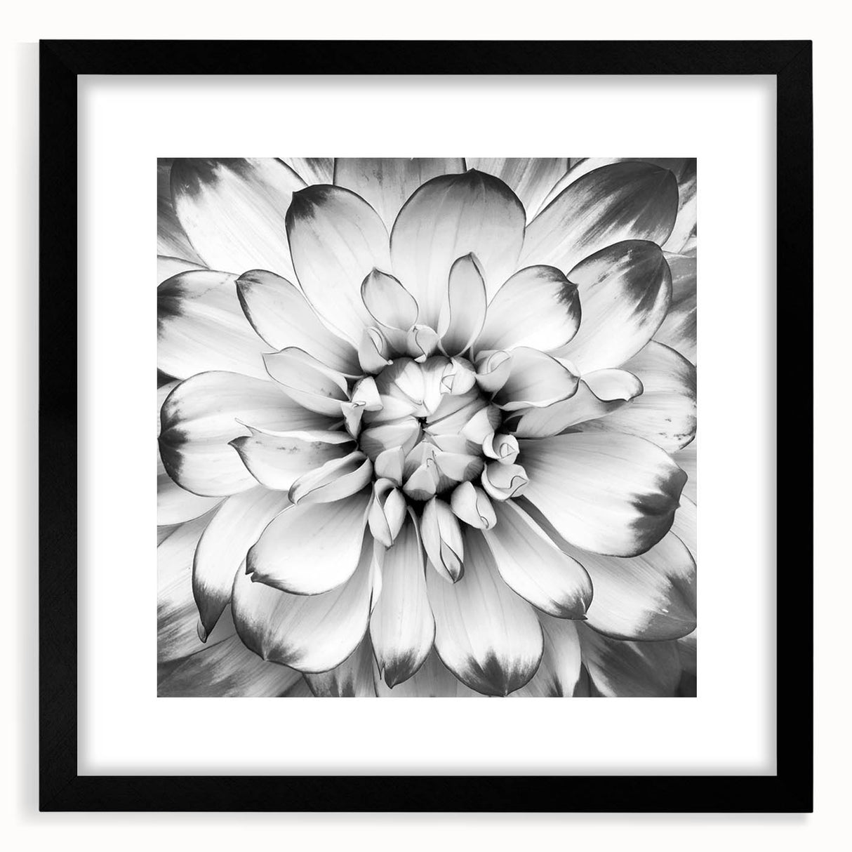 Vibrant floral canvas print showcasing bold, multicolored flowers and intricate detailing, ideal for home decor or art enthusiasts, presented in a protective tube.