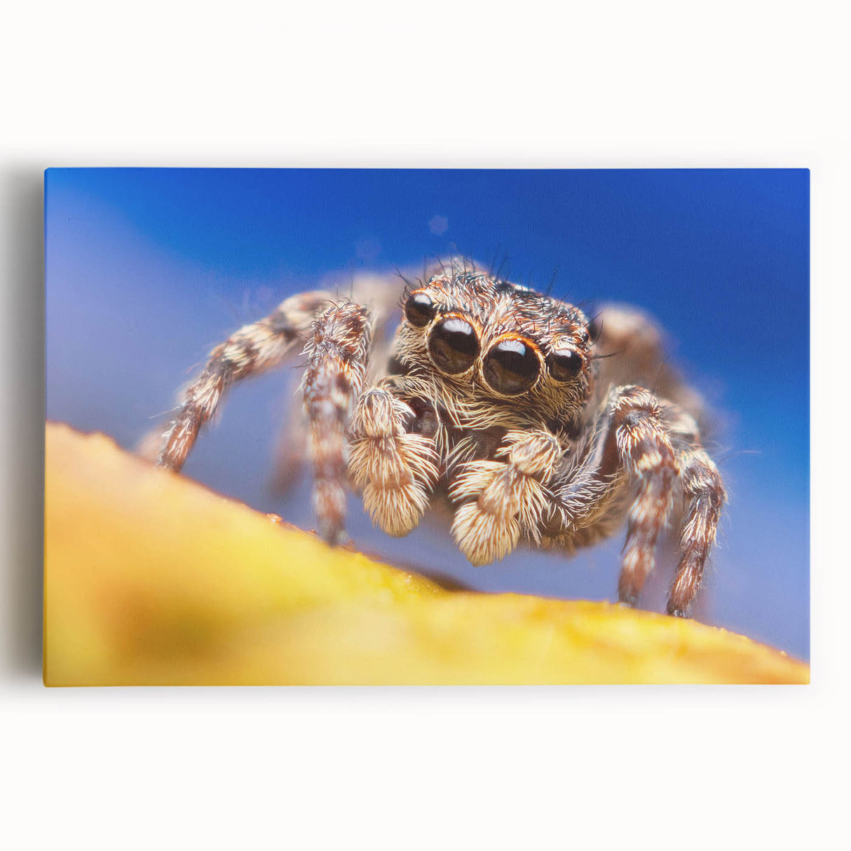 Detailed close-up of a vibrant insect illustration showcasing intricate patterns and colors, ideal for nature-themed decor or educational purposes.