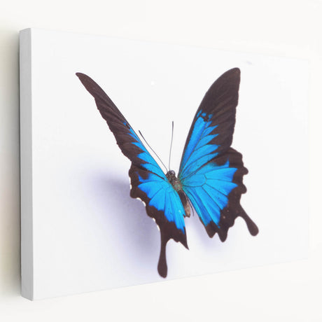 Close-up of a detailed insect illustration showcasing vibrant colors and intricate patterns, perfect for educational use or nature-themed decor, displayed on a white background.