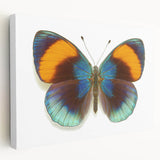 Colorful insect illustration showcasing a vibrant butterfly perched on a green leaf, highlighting intricate wing patterns and natural details. Perfect for nature-themed decor.