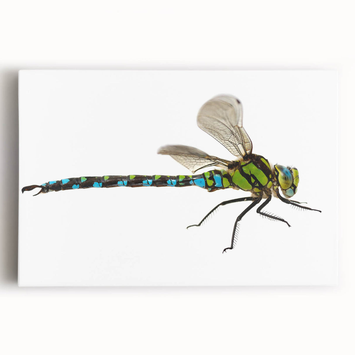 Detailed close-up of a vibrant insect illustration showcasing intricate patterns and vivid colors, ideal for nature enthusiasts and art collectors. Perfect for educational or decorative purposes, this artwork captures the beauty of entomology with a modern artistic flair.