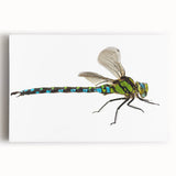 Detailed close-up of a vibrant insect illustration showcasing intricate patterns and vivid colors, ideal for nature enthusiasts and art collectors. Perfect for educational or decorative purposes, this artwork captures the beauty of entomology with a modern artistic flair.