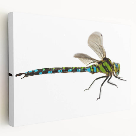 Close-up of a vibrant insect-themed canvas print showcasing intricate details of colorful butterflies and beetles on a textured background, ideal for nature lovers.