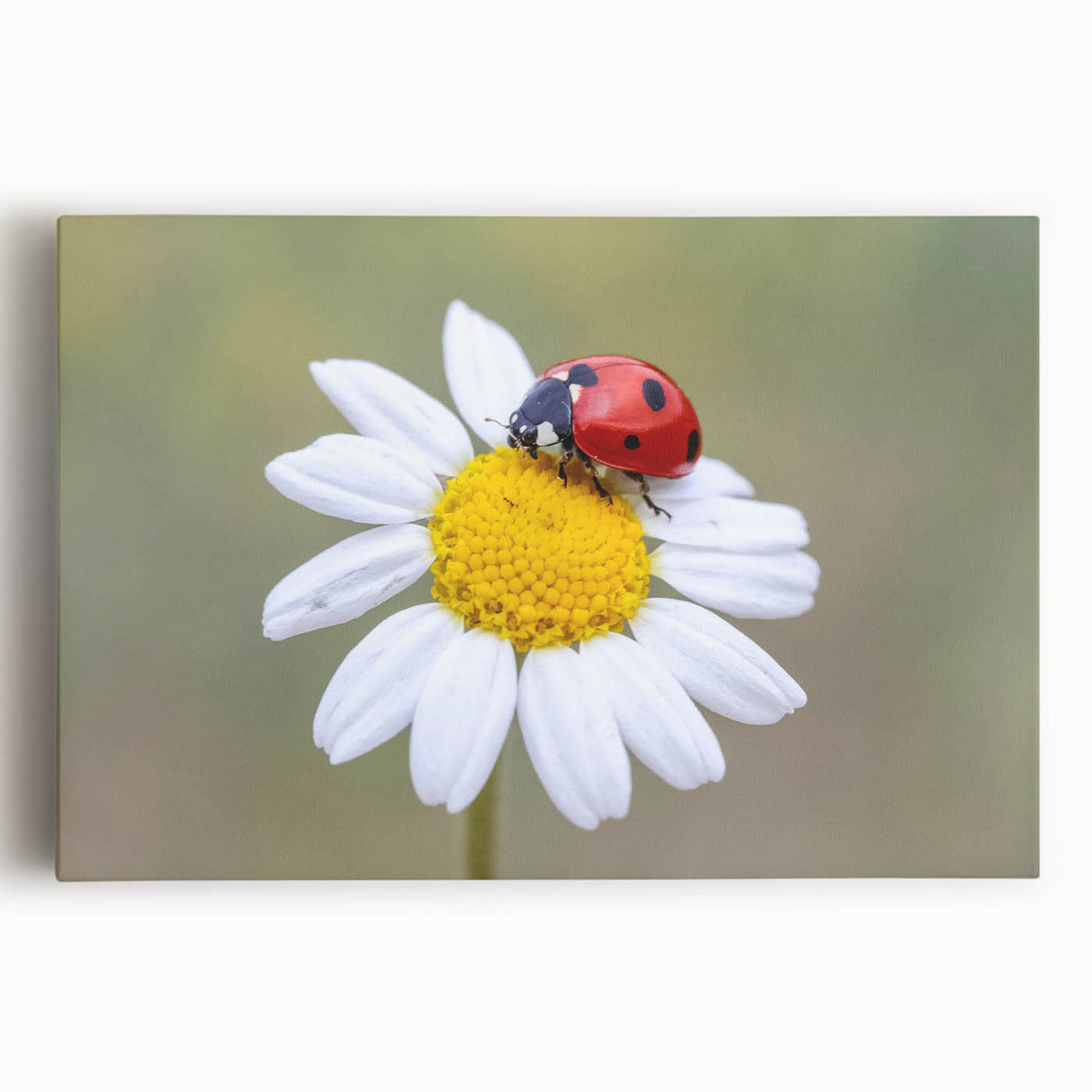 Close-up of a vibrant insect illustration showcasing intricate details and vivid colors, ideal for nature-themed decor or educational purposes.