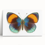 Close-up of a vibrant insect illustration showcasing detailed features, with a focus on intricate colors and patterns, ideal for nature enthusiasts and art lovers.