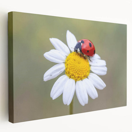Vibrant close-up of a detailed insect illustration showcasing intricate patterns and colors, ideal for educational purposes or nature-themed decor.