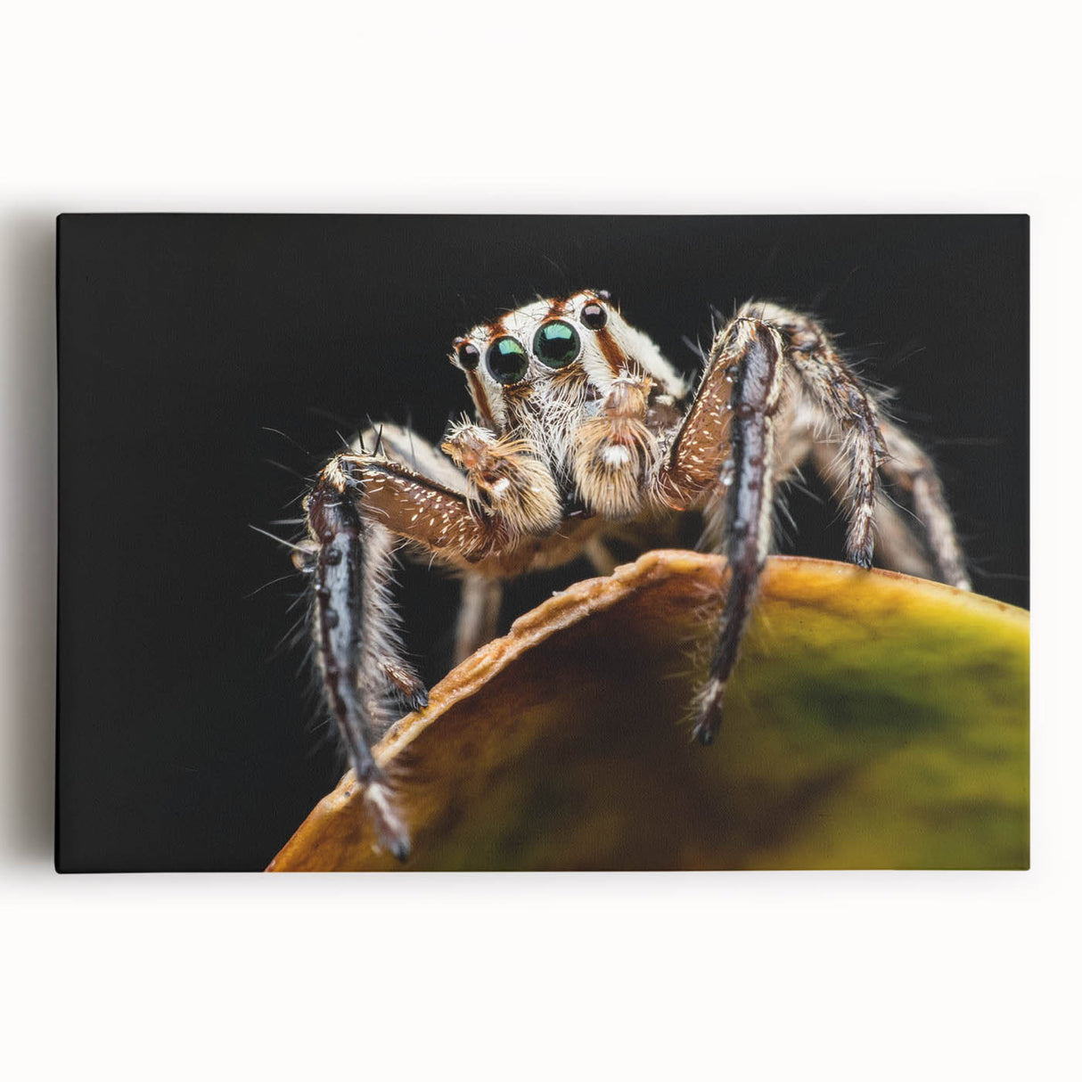 Detailed illustration of a vibrant insect-themed wall art print showcasing intricate designs and vivid colors, ideal for home decor and nature enthusiasts.