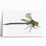 Close-up of a vibrant insect illustration showcasing intricate details and vivid colors, designed for educational purposes in entomology. Perfect for nature enthusiasts and classroom decor.