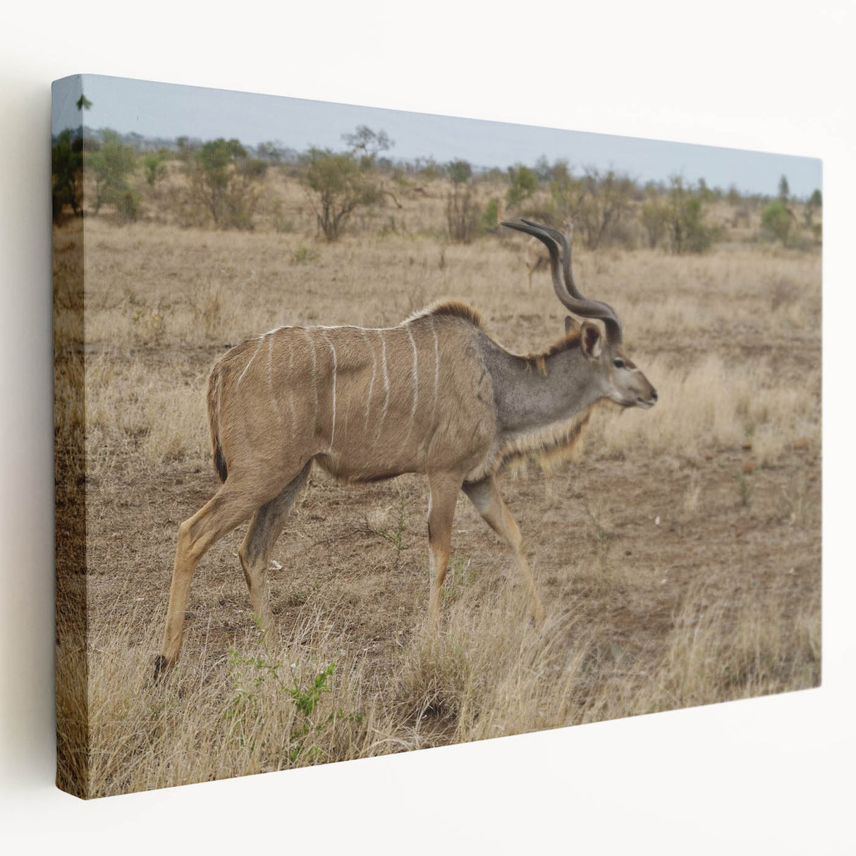 Side view of a stretched canvas featuring an elegant antelope design, showcasing intricate details and vibrant colors, perfect for nature-inspired home decor.