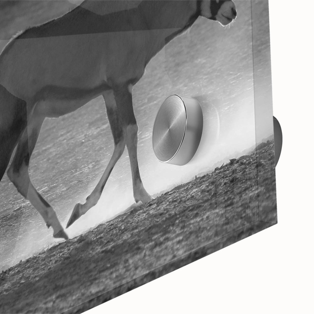 Close-up of a vibrant antelope wall art design featuring intricate details and rich colors, printed on acrylic glass for a modern aesthetic, ideal for wildlife decor.