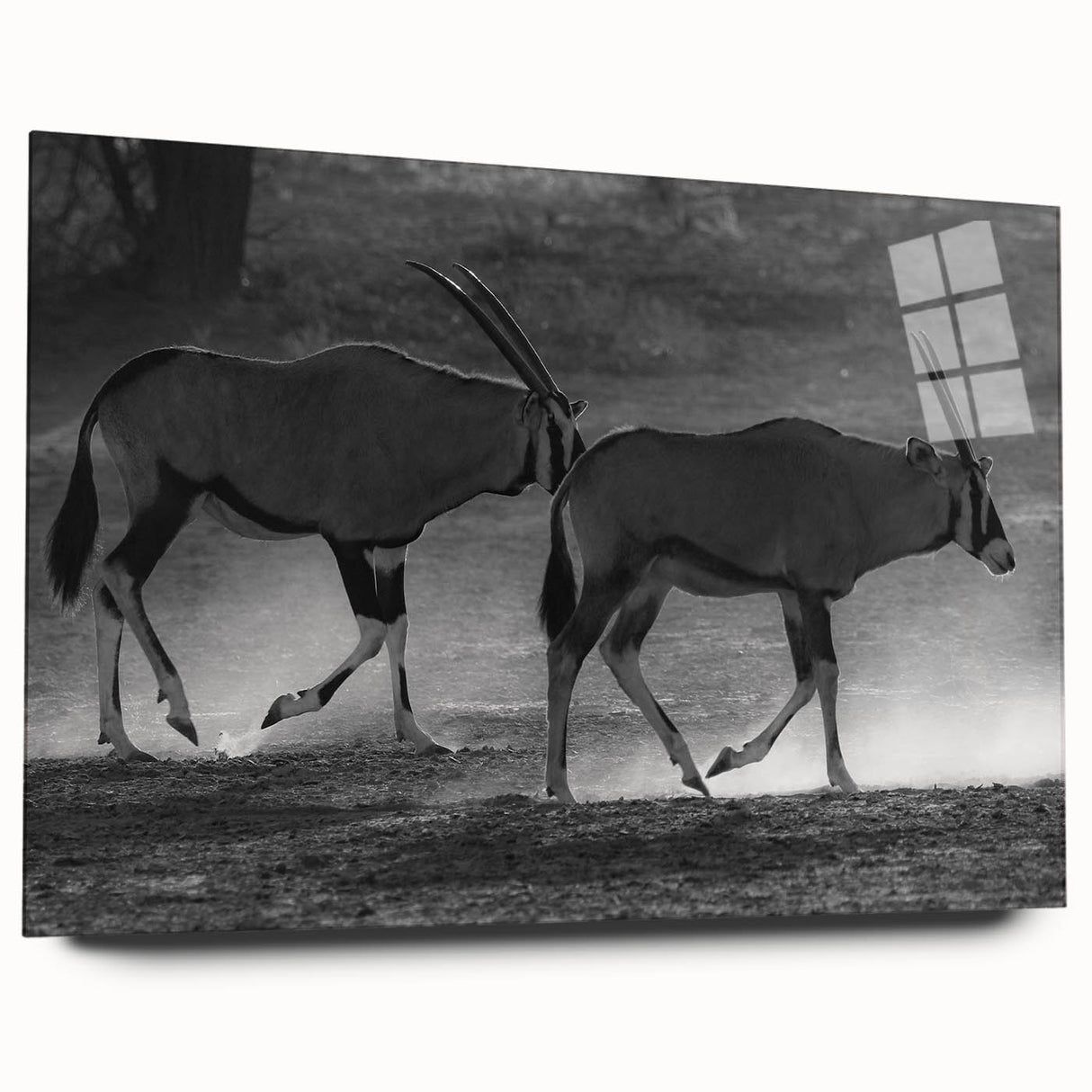 Antelope wall art design on acrylic glass, showcasing a side view of a majestic antelope in a natural setting, perfect for wildlife enthusiasts and home decor.