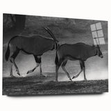 Antelope wall art design on acrylic glass, showcasing a side view of a majestic antelope in a natural setting, perfect for wildlife enthusiasts and home decor.