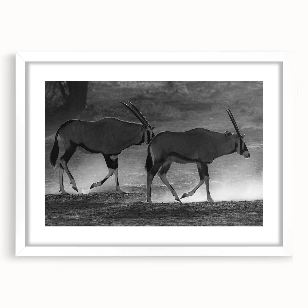 Antelope wall art collection showcasing a striking design of a majestic antelope in natural colors, framed with a white mat, ideal for enhancing any interior decor.