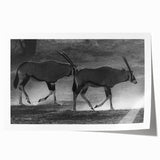 Antelope-themed wall art design showcasing a vibrant depiction of wildlife, rolled for easy display and shipping, perfect for nature-inspired decor enthusiasts.