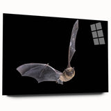 Acrylic wall art display showcasing a striking bat design from the "Animals: A Wild Life" collection, featuring vibrant colors and a sleek side view. Ideal for nature enthusiasts and modern decor.