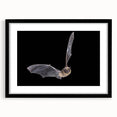 Black-framed wall art featuring a bat design from the "Animals: A Wild Life" collection, elegantly matted for a polished appearance, ideal for home decor.
