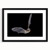 Black-framed wall art featuring a bat design from the "Animals: A Wild Life" collection, elegantly matted for a polished appearance, ideal for home decor.
