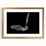 Elegant wall art featuring a bat design from a wildlife collection, framed with a gold finish and white matting, perfect for adding a touch of nature-inspired decor to any space.