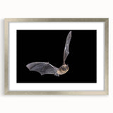 Framed wall art featuring a detailed bat design from the "Animals of the Wild" collection, showcasing intricate textures and a modern silver frame, ideal for animal lovers.
