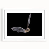 Framed wall art collection showcasing a vibrant bat design against a white mat, perfect for wildlife enthusiasts and home decor. Ideal for modern interiors.