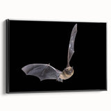 Framed canvas wall art featuring a striking bat design in a black frame, perfect for wildlife enthusiasts. The artwork showcases intricate details and vibrant colors, enhancing any room decor. Ideal for animal lovers and unique home styling.