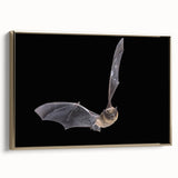 Framed canvas wall art showcasing a stunning bat design, featuring intricate details and a gold frame. Ideal for wildlife enthusiasts and modern decor, this piece adds a unique touch to any room. Perfect for nature-themed interiors and art collectors.