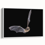 Framed wall art featuring a striking bat design in a minimalist style, set against a white background, perfect for wildlife enthusiasts and modern decor.