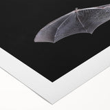 Rolled canvas showcasing a vibrant bat design from the 'Animals A Wild Life' collection, featuring intricate details and rich colors, perfect for wildlife enthusiasts.