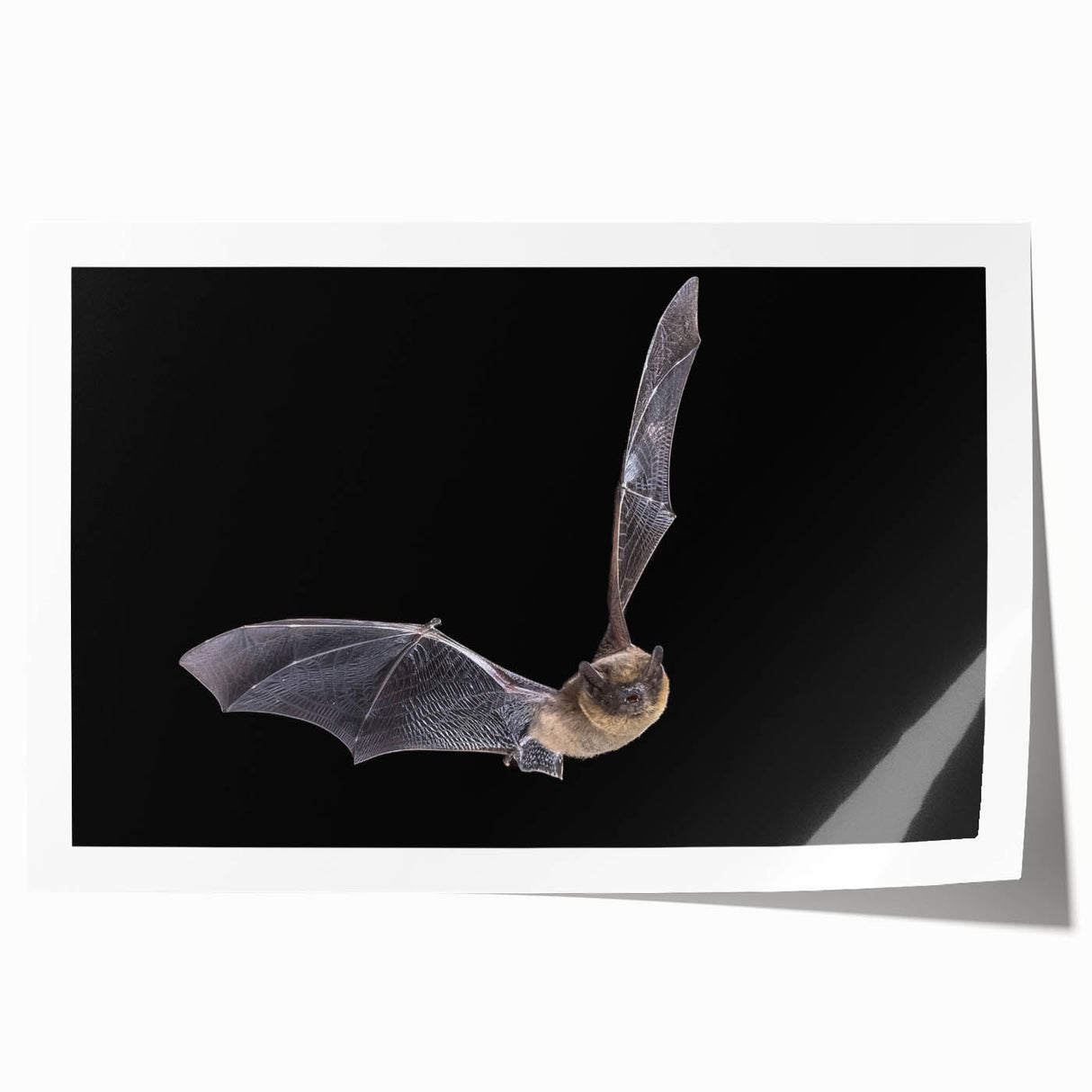 Colorful bat-themed wall art design showcasing intricate details and vibrant colors, ideal for animal lovers and wildlife enthusiasts, presented as a rolled print.