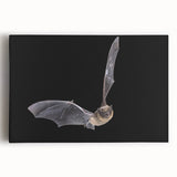 Stretched canvas wall art featuring a detailed bat design, showcasing intricate patterns and earthy colors, perfect for wildlife enthusiasts and home decor.