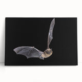 Stretched canvas wall art showcasing a detailed bat design in earthy tones, ideal for wildlife enthusiasts and modern home decor. Perfect for adding character to any space.