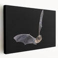 Stretched canvas art featuring a detailed bat design from a wildlife collection, showcasing intricate patterns and earthy tones, ideal for nature-themed decor.