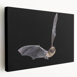 Stretched canvas art featuring a detailed bat design from a wildlife collection, showcasing intricate patterns and earthy tones, ideal for nature-themed decor.
