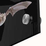 Close-up of a vibrant bat design wall art piece, showcasing intricate details and rich colors, perfect for wildlife enthusiasts and modern decor. This acrylic glass artwork features a striking visual representation of nature, ideal for enhancing any living space.