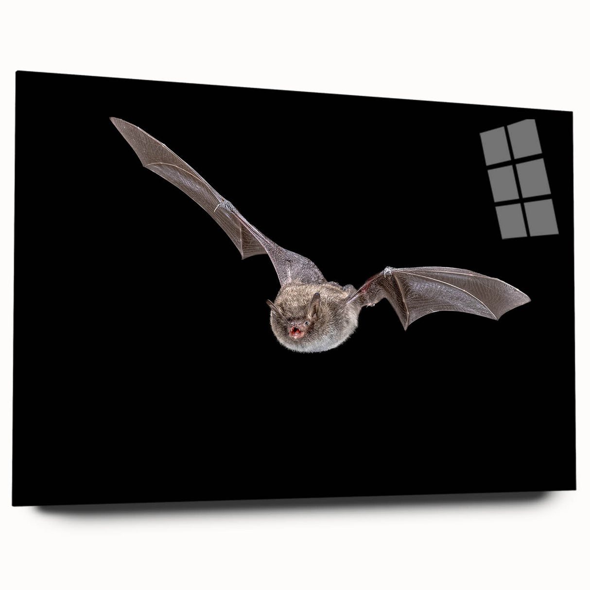 Acrylic wall art depicting a detailed bat design from the Animals A Wild Life collection, showcased in a side view with a sleek finish, perfect for modern decor.