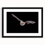 Black-framed wall art featuring a bat design from the 'Animals: A Wild Life' collection, showcasing intricate details and vibrant colors, perfect for modern decor.