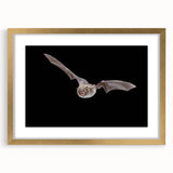 Stylish wall art featuring a bat design, elegantly framed with a gold mat, ideal for animal lovers and wildlife enthusiasts, enhancing home decor.