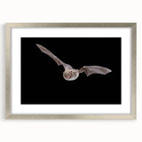 Framed wall art featuring a bat design from the "Animals A Wild Life" collection, with a silver frame and mat, showcasing intricate details and vibrant colors. Perfect for wildlife enthusiasts and modern decor.