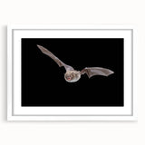 Framed wall art featuring a detailed bat design from the Animals A Wild Life collection, set in a white mat and frame, perfect for wildlife enthusiasts.