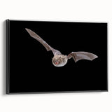 Framed wall art featuring a striking bat design from the Animals A Wild Life collection, showcasing intricate details and a sleek black frame, perfect for nature enthusiasts.