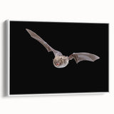 Framed canvas wall art featuring a bat design from the "Animals of the Wild" collection, showcasing intricate details and a white frame, perfect for nature enthusiasts.