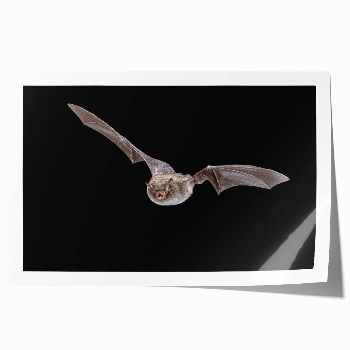 Rolled print of a bat design from the "Animals of the Wild" wall art collection, featuring intricate details and vibrant colors, perfect for nature-themed decor.