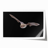 Rolled print of a bat design from the "Animals of the Wild" wall art collection, featuring intricate details and vibrant colors, perfect for nature-themed decor.