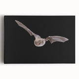Stretched canvas wall art depicting a detailed bat design, showcasing intricate patterns and textures in earthy tones, perfect for nature-themed decor.