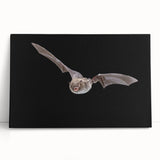 Stretched canvas wall art featuring a detailed bat design from the Animals A Wild Life collection, showcasing vibrant colors and intricate textures, ideal for wildlife enthusiasts.