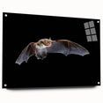 Side view of a bat-themed wall art collection displayed in an acrylic glass frame, featuring intricate animal designs and vibrant colors, perfect for wildlife enthusiasts.