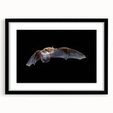Bat-themed wall art design in a black frame with matting, showcasing intricate details and vibrant colors, perfect for animal lovers and home decor enthusiasts.