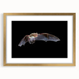 Front view of a gold-framed wall art piece showcasing a bat design from the Animals A Wild Life collection, featuring intricate details and a stylish mat.